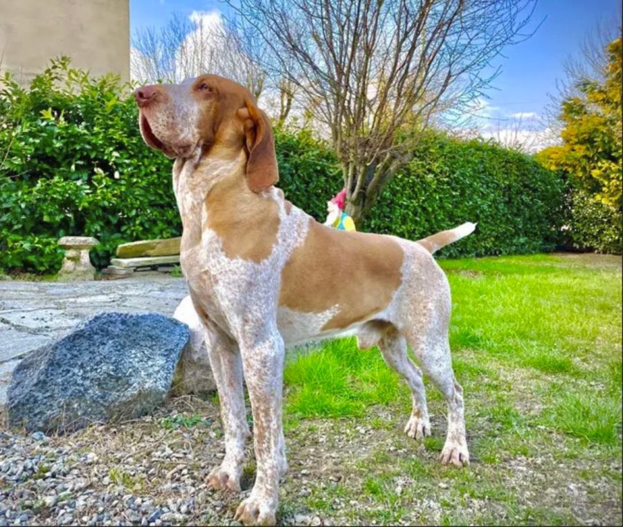 Immagine di copertina dell'articolo