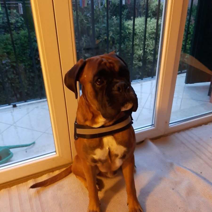 Sabrina Dog Sitter Roofus Bologna