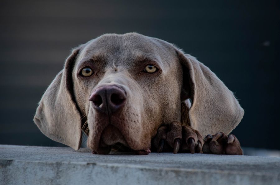 Immagine di copertina dell'articolo