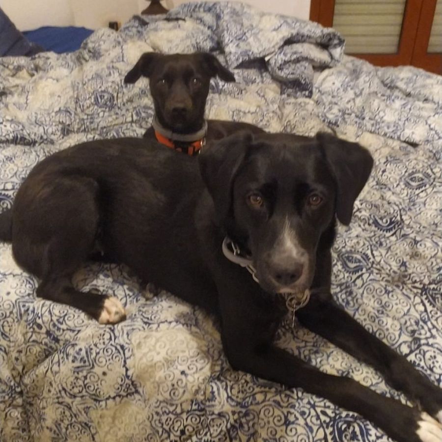 Michela Dog Sitter Roofus Roma