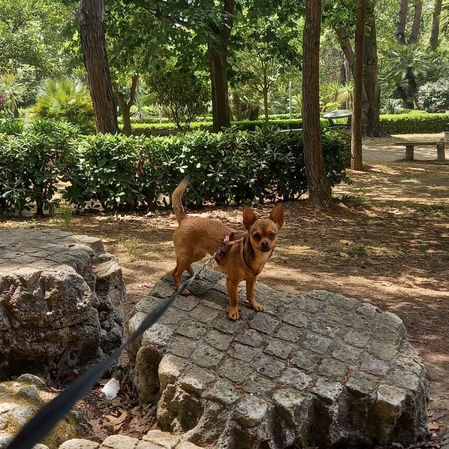 Rita Dog Sitter Roofus Napoli