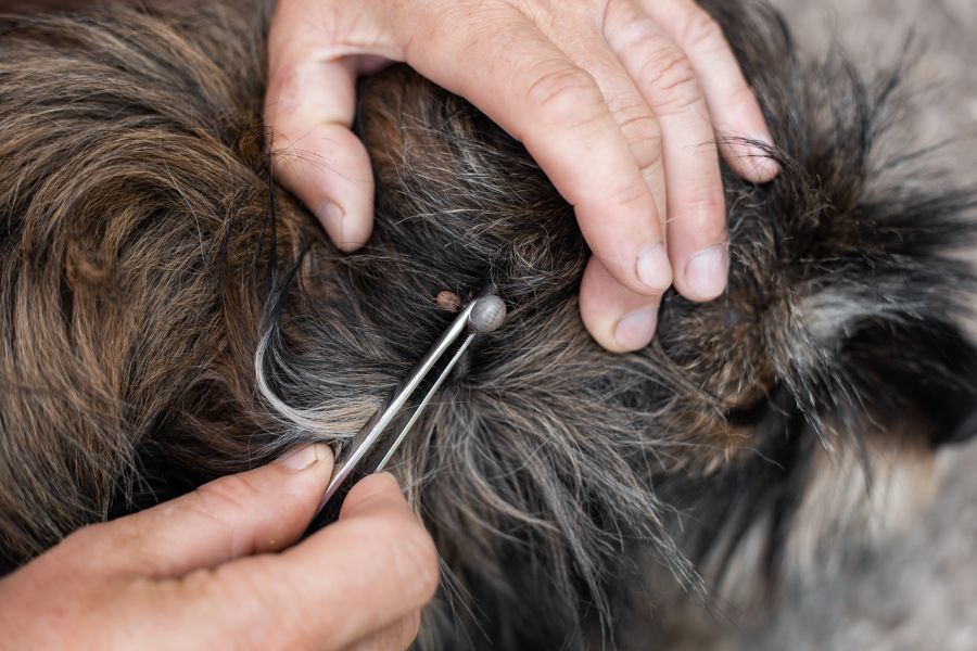 Immagine di copertina dell'articolo