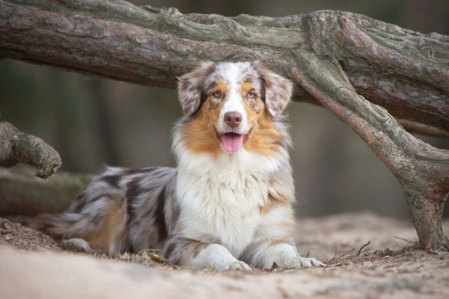 Immagine di copertina dell'articolo